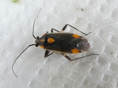 Capsodes flavomarginatus