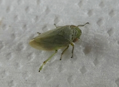 Cicadomorpha