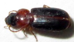 Egadroma