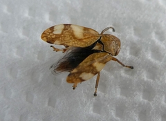 Cicadomorpha