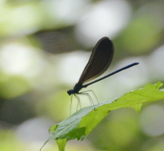 Calopteryx maculata
