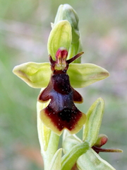 Ophrys insectifera subinsectifera