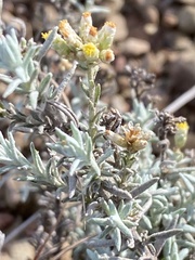 Helichrysum plebeium