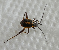 Heteroptera