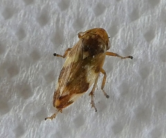 Cicadomorpha