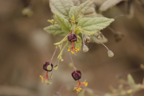 Image of Sidastrum paniculatum by no rights reserved