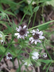Microbotryum stellariae