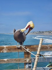 Pelecanus occidentalis