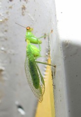 Zeugomantispa virescens