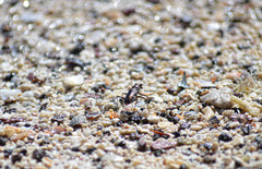 Microthylax sinaloae