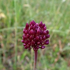 Allium