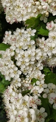 Crataegus monogyna