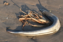 Conehead Eel photo 5