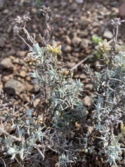 Helichrysum plebeium