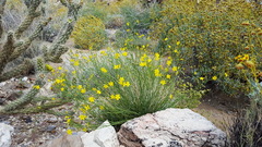 Menodora scabra glabrescens