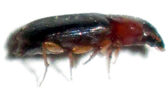 Egadroma
