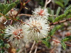 Mimosa grahamii