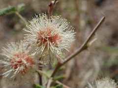 Mimosa grahamii