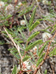 Mimosa grahamii