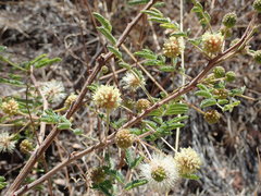 Mimosa grahamii