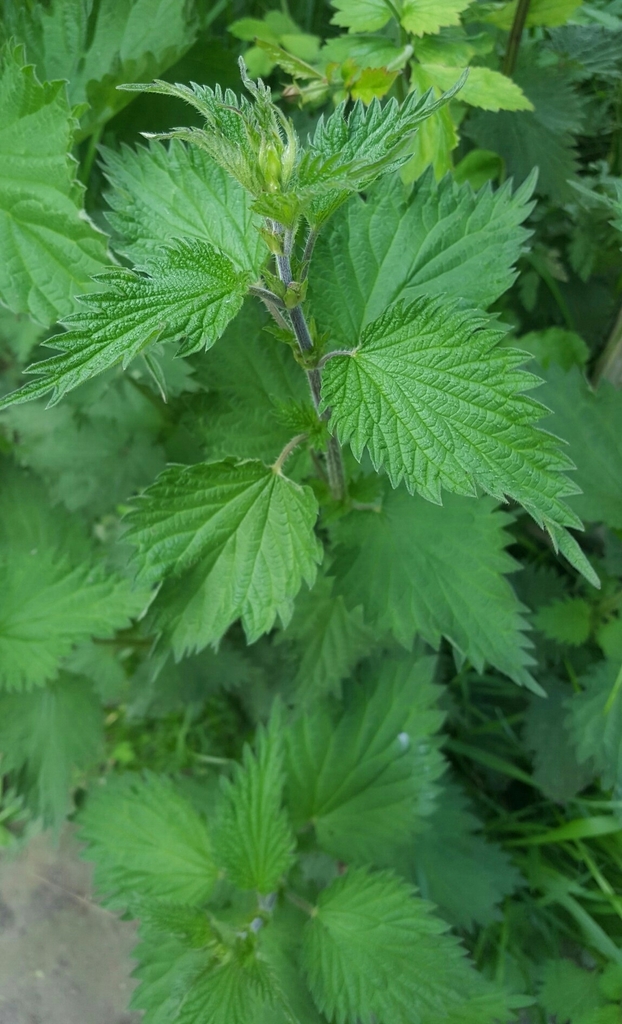 great stinging nettle from Lode, Cambridge CB25, UK on 24 May, 2021 at ...