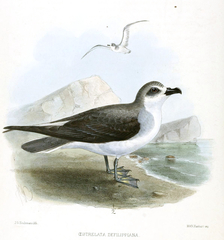 Masatierra Petrel photo 4