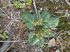 Euphorbia ecklonii