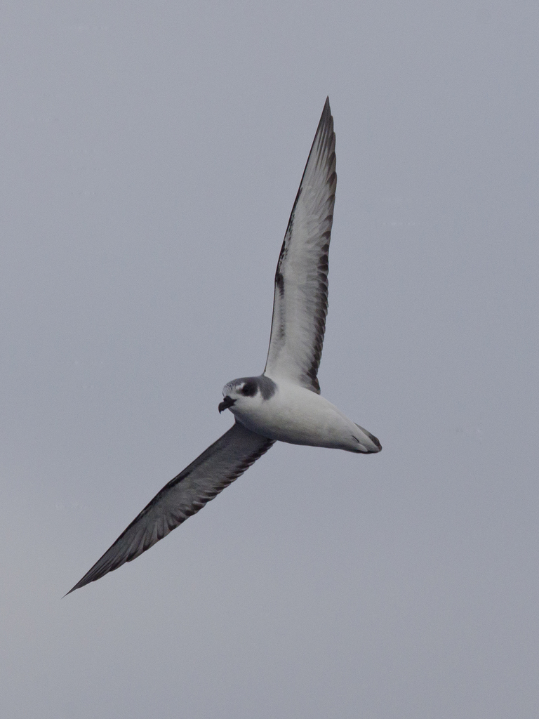 Masatierra Petrel