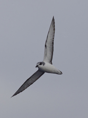 Masatierra Petrel photo 1