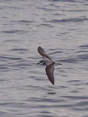 Masatierra Petrel photo 2