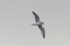 Masatierra Petrel photo 3