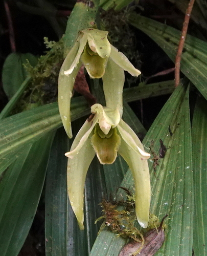 Sudamerlycaste gigantea