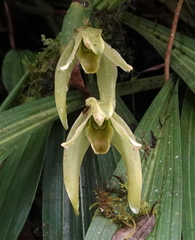 Ida gigantea, photograph desertnaturalist, CC BY, iNaturalist via GBIF