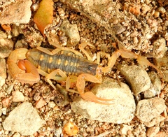 Centruroides baldazoi