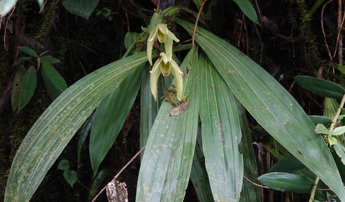 Ida gigantea, photograph 2