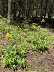 Cacaliopsis nardosmia