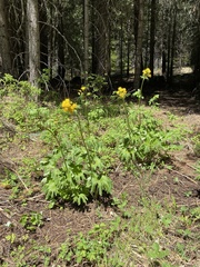 Cacaliopsis nardosmia