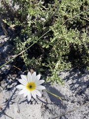 Arctotis aspera aspera