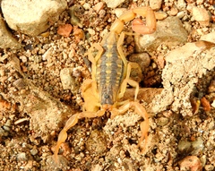 Centruroides baldazoi