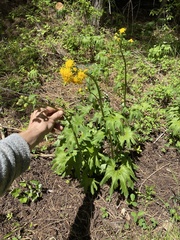 Cacaliopsis nardosmia