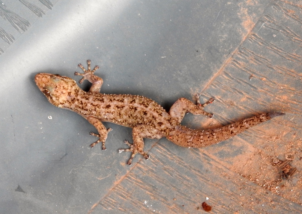 Lane's Leaf-toed Gecko