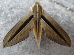 Theretra silhetensis