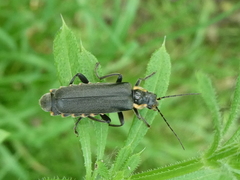 Cantharis paradoxa