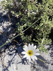 Arctotis aspera aspera