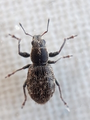 Andrion regensteinense