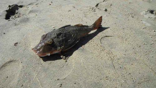 Common searobin (Prionotus ruscarius) — Triglidae — 5