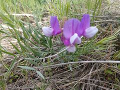 Lathyrus polymorphus
