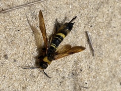 Eriotremex formosanus