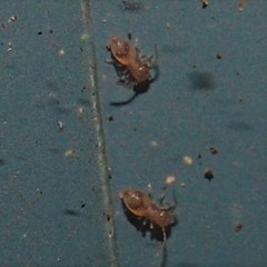 Ectopsocus meridionalis