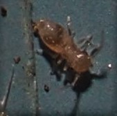 Ectopsocus meridionalis